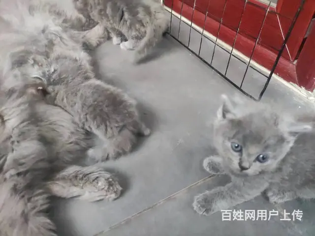 家养精品蓝猫刚满月 - 图片 7