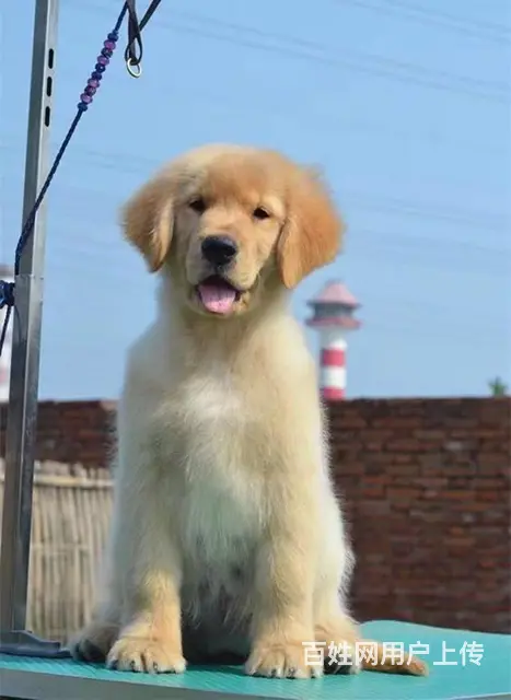 纯种金毛犬 骨架大 眼睛大 黑鼻子 赛级金毛犬舍 - 图片 8