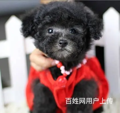 广州纯种泰迪犬价格 狗舍直销 包纯种健康签协议 - 图片 2
