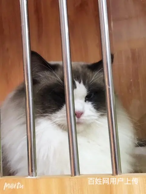 各品种猫借配 - 图片 3
