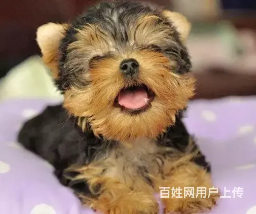 承德约克夏怎么卖 约克夏价格 小体约克夏 - 图片 1