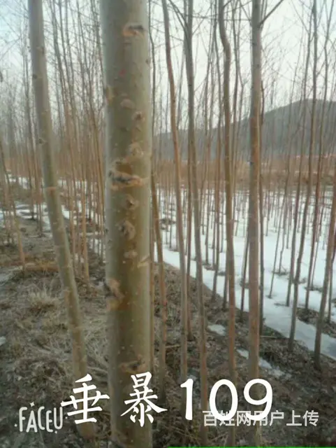 黑龙江七台河利峰苗圃 - 图片 8
