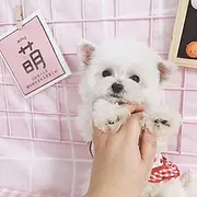 内江纯种比熊价位 知名比熊犬舍