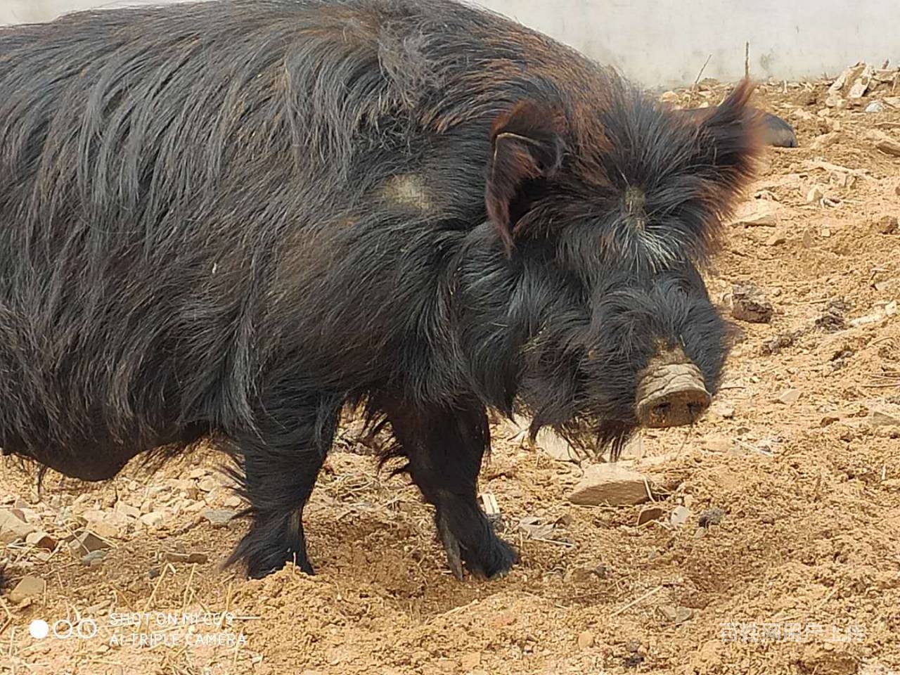 【图】- 纯种藏香猪种猪,精品母猪,仔猪销售! - 鞍山海城食品农产 - 