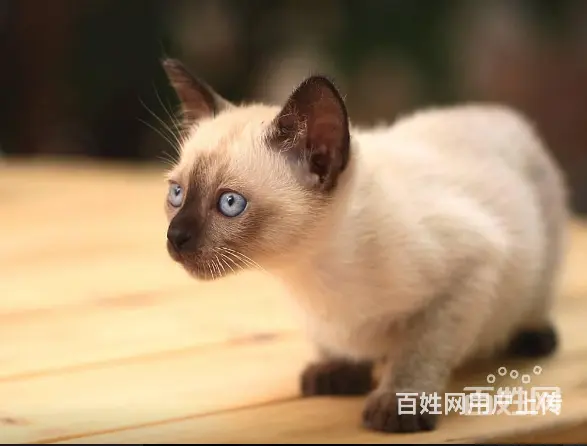 出售大包子脸加菲猫 专业繁殖纯种健康的猫咪 - 图片 4