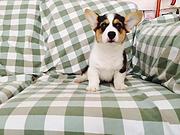 攀枝花哪里可以买到纯种柯基犬