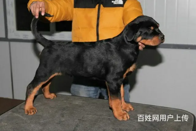 顶级罗威纳 幼犬出售、看家护卫犬可上门挑选—签协议 - 图片 4