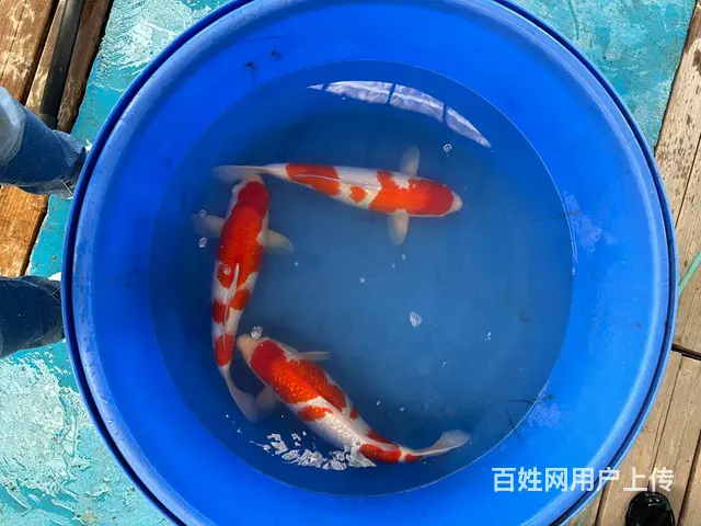 杭州市锦鲤鱼出售 - 图片 2