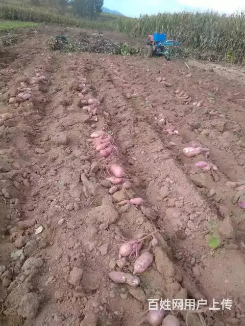 自家种的正宗段吉地瓜 - 图片 7