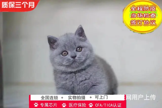 哪里有英短蓝猫卖的 蓝猫怎么养 英短蓝猫多少钱 - 图片 1