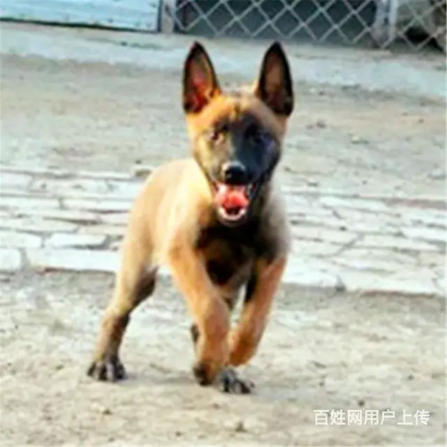 吕梁养马犬的地方，卖马犬的地方 - 图片 10