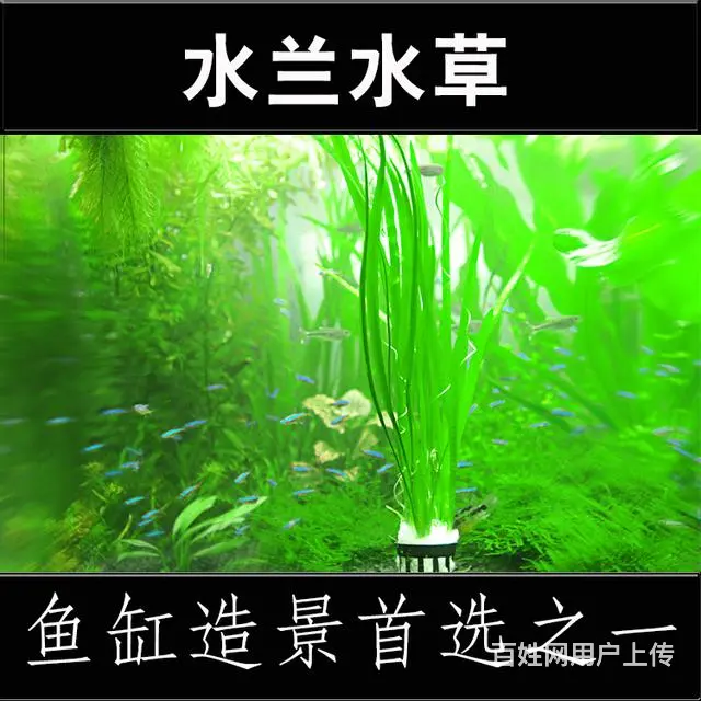 专业鱼缸鱼池清洗 造景 设计 - 图片 4
