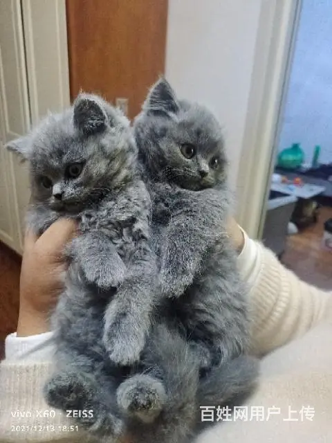 自家繁殖纯种大包子脸英短蓝猫 - 图片 6