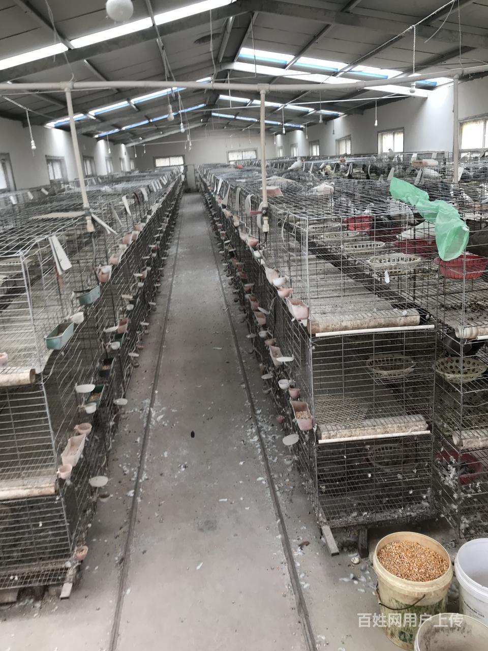 三亚服务 三亚农林牧副渔 三亚畜禽养殖1/10