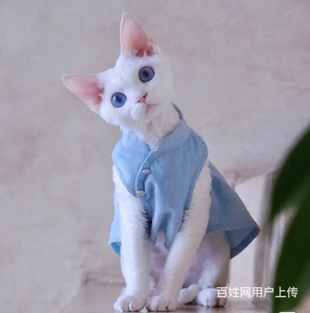 本地哪里有德文卷毛猫卖的  德文掉毛吗 包纯种健康 - 图片 1