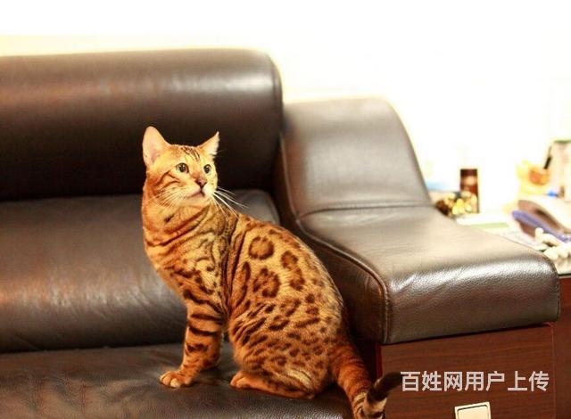 赛级玫瑰纹孟加拉豹猫母金豹幼猫的图片