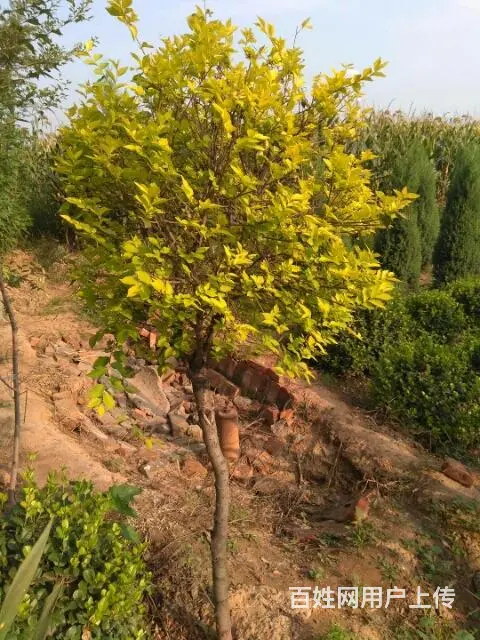 墓地松树柏树出售价格优惠 - 图片 3