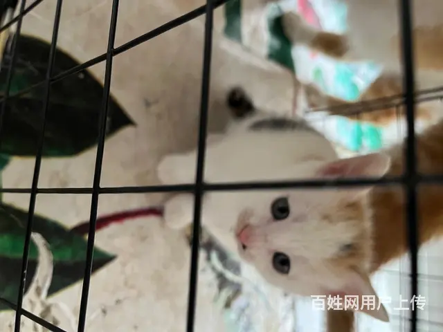 自己家养的.40天的小猫！寻找有爱的主人 - 图片 9