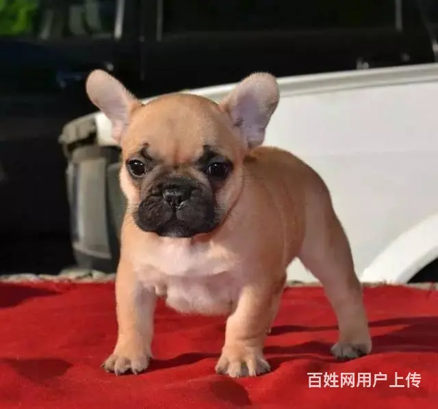 出售法国斗牛犬 家养法牛幼犬 纯种法牛犬价格 - 图片 6