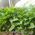 河北卢18630574891供应红薯秧苗红薯淀粉 - 图片 2