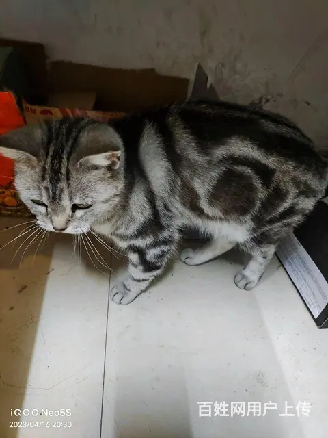 黑白美国短毛猫 - 图片 3