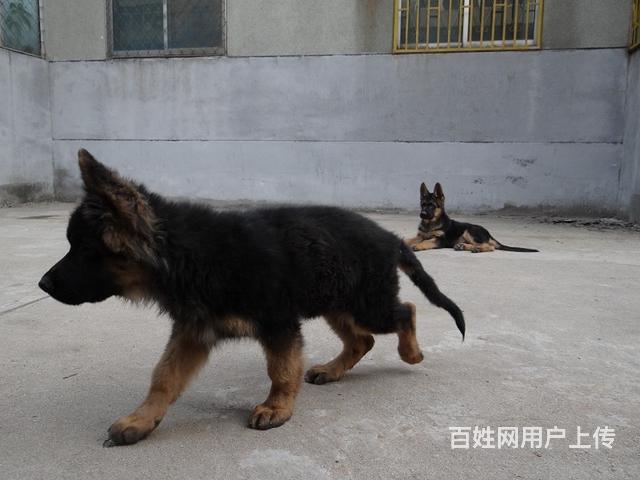 直銷德國牧羊犬 德牧幼犬狼狗黑背 包健康純種