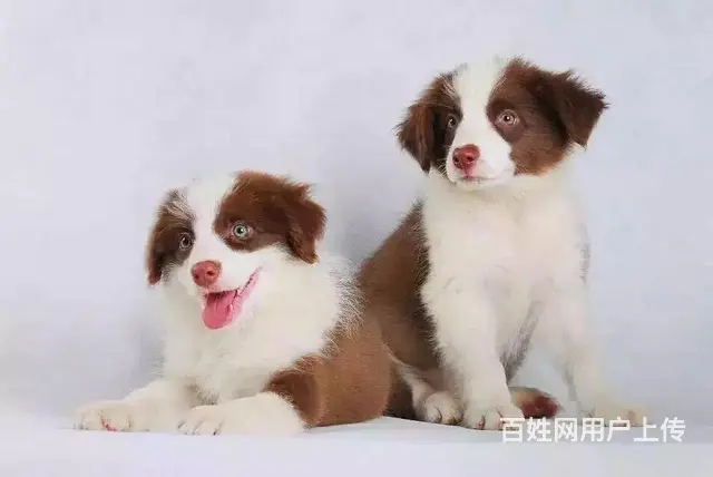 辽阳上哪可以看到边牧犬舍，边牧犬舍地址位置 - 图片 2