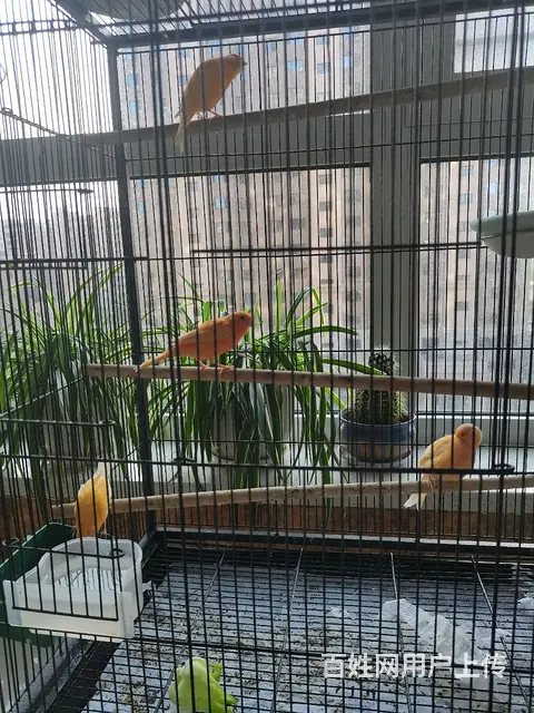 花鸟虫鱼 - 图片