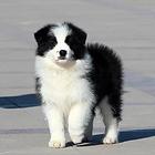 纯种高品质边牧幼犬出售 疫苗驱虫 保证健康可签协议