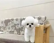 赛级比熊犬，血统纯正，疫苗齐全