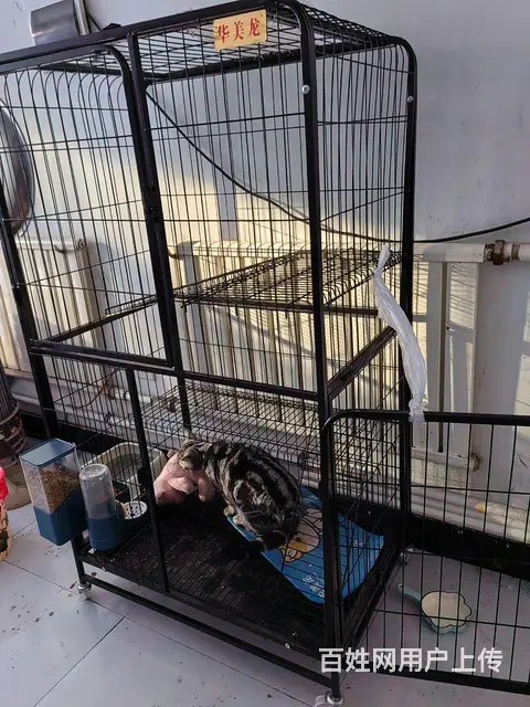 猫笼子出售 - 图片 2