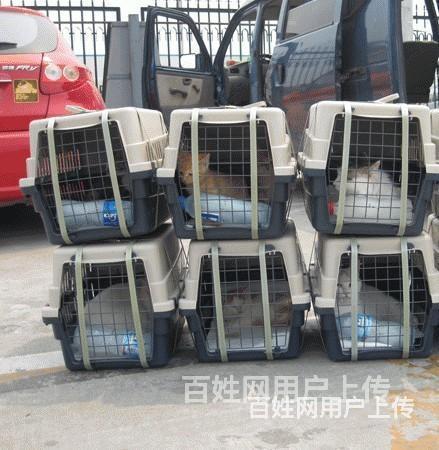 宜宾宠物托运*猫狗空运*陆运全程视频182**089新*闻的图片