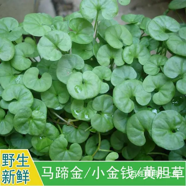 马蹄金草籽目前简介 - 图片 1