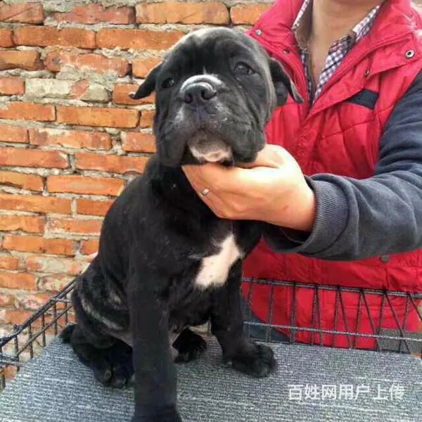 六安 近卡斯罗养殖场- 近卡斯罗养殖场批发价格 - 图片 9