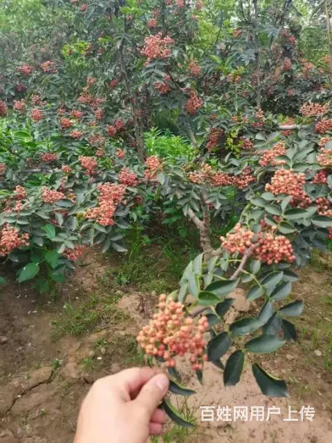 韩城南强一号花椒苗基地直销 - 图片 2