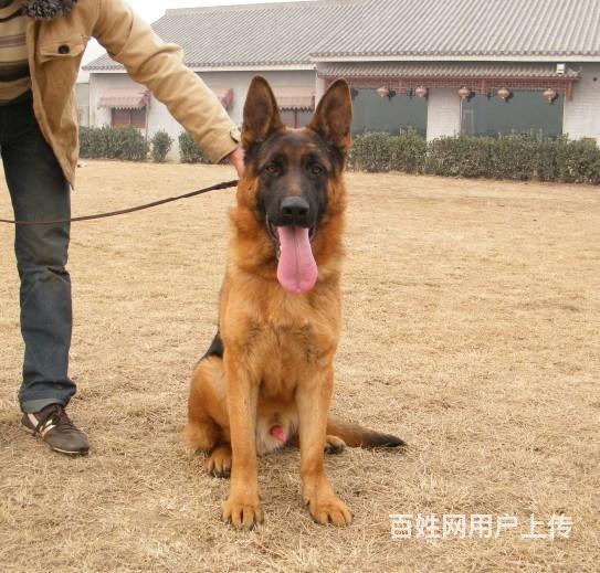 这家健康纯正出售顶级德国黑背德国牧羊犬疫苗