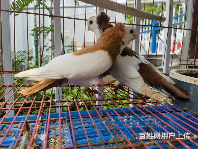 观赏鸽出售 - 图片 7