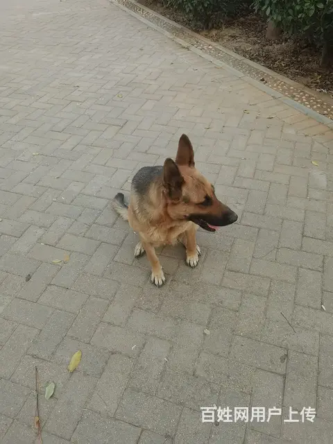喜欢狼狗的来。工作犬 - 图片 6