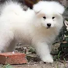 金华【*推荐】萨摩耶犬舍‖萨摩耶养殖场