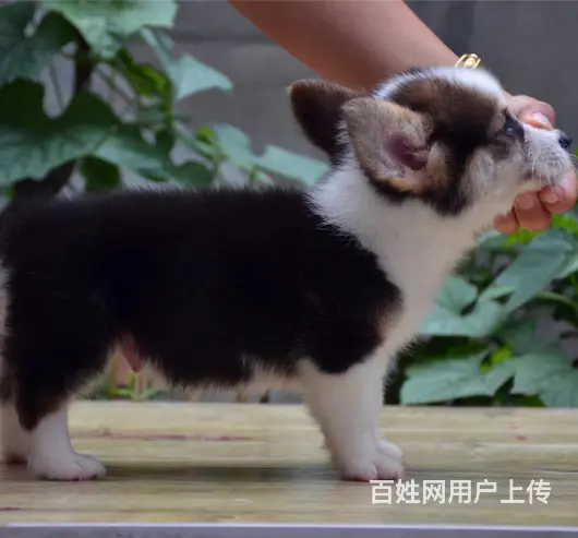 泰安哪里有自家繁殖纯种柯基犬 质保终身 签协议 - 图片 1