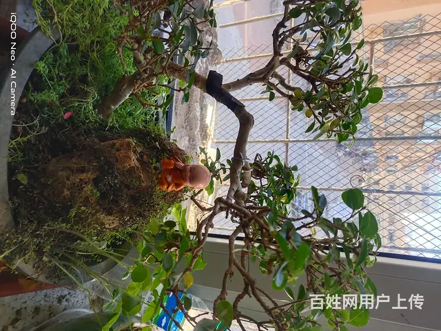 家里花太多了，有喜欢的可以电联电话联系 - 图片 7