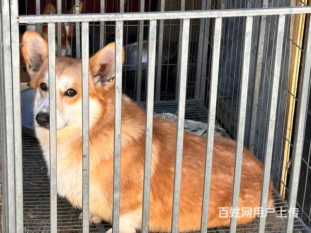 临西县600块出柯基  仅自提 外地勿扰 - 图片 1