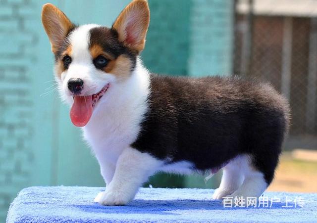 犬舍繁殖,诚信交易,纯种柯基犬,可签协议