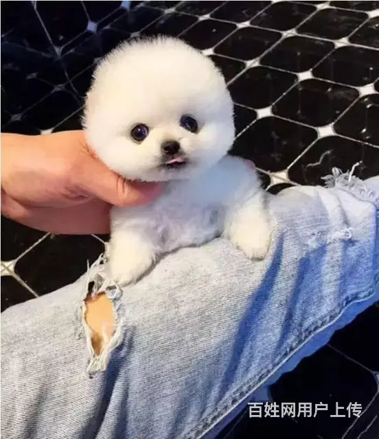 博美犬 茶杯幼犬出售 直销哈多利小体博美犬 - 图片 1