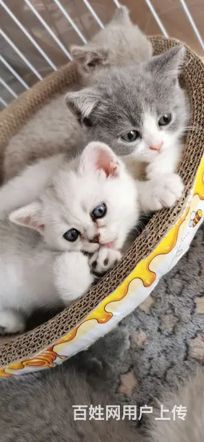 蓝猫矮脚，丁香矮脚 - 图片 4