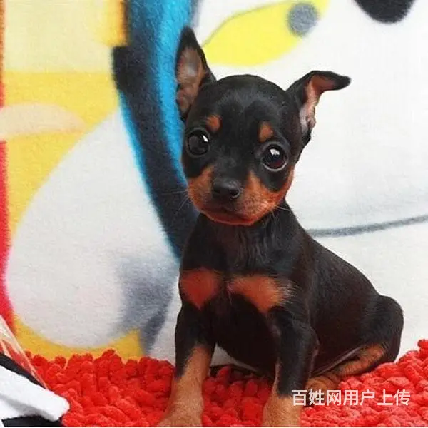 宿迁本地到哪可以买小鹿犬 咨询小鹿犬市场价格 - 图片 10