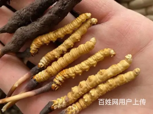 昆山冬虫夏草回收商家常年回收燕窝海参等滋补品 - 图片 3