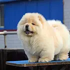 达州哪里出售纯种白松狮？松狮多少钱？松狮图片