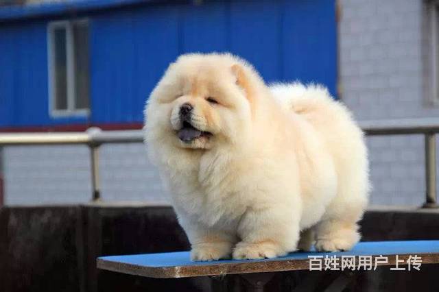 麗水精品鬆獅犬 疫苗齊 可愛漂亮