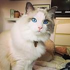 阿勒泰哪里买布偶猫纯血统◆布偶猫多少钱一只